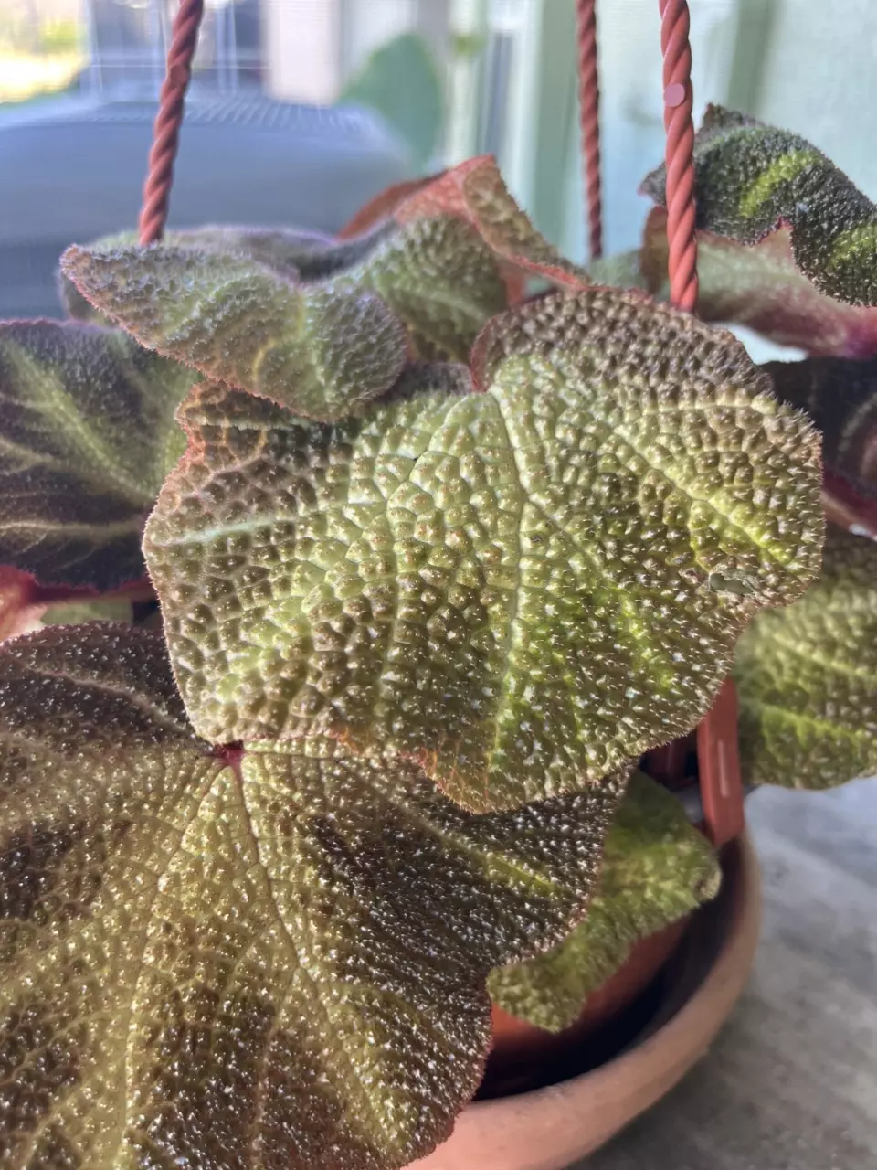 plant/Soli-Mutata Begonia-1