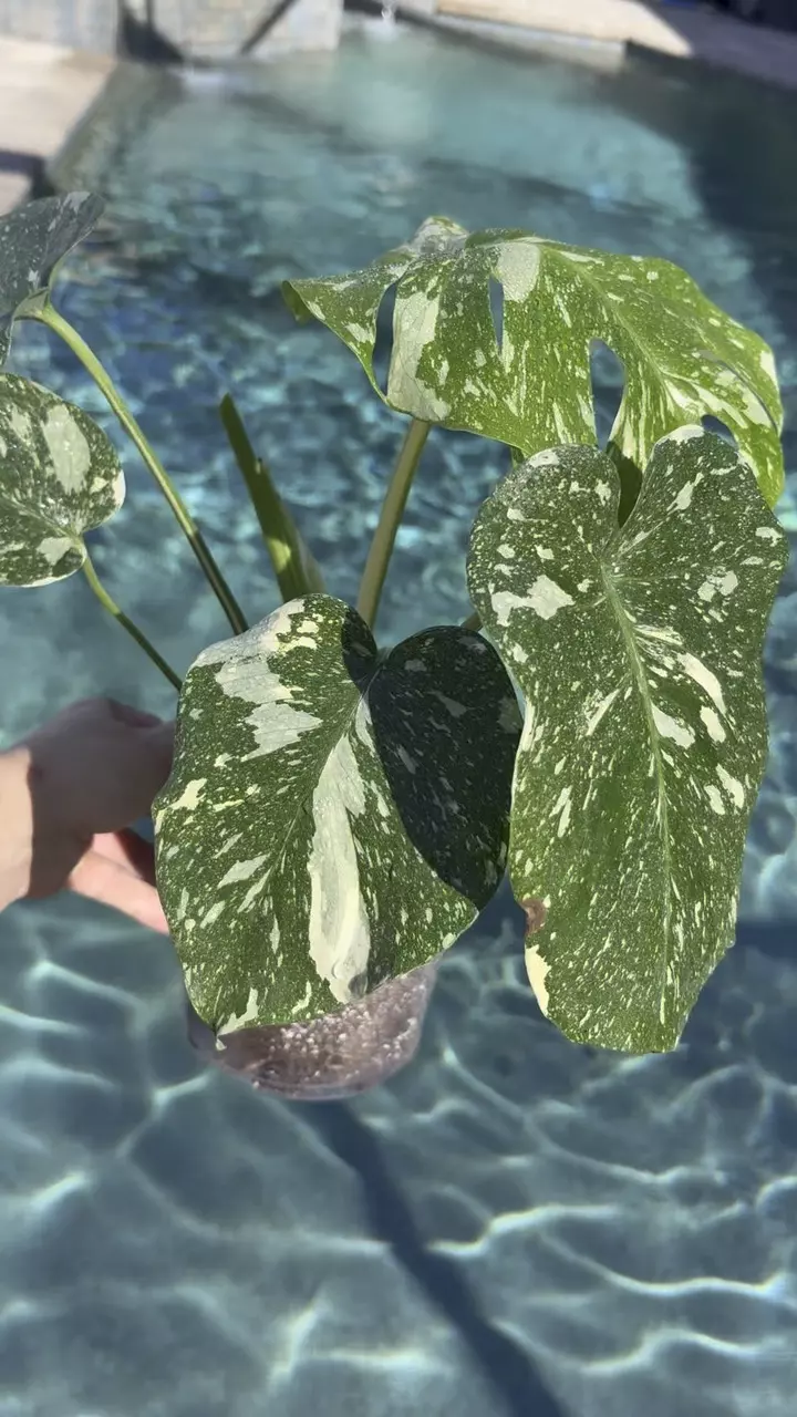 plant/Monstera Legacy-1