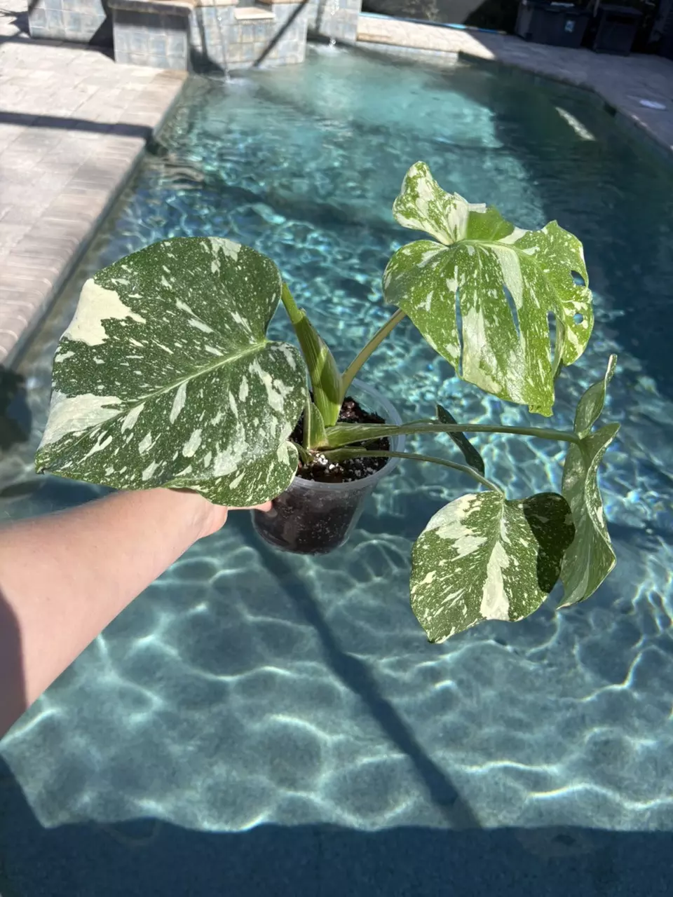 plant/Monstera Legacy-0