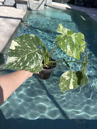 plant/Monstera Legacy-0-thumbnail
