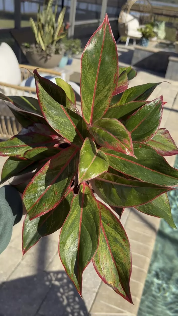 plant/Aglaonema Red Siam-1