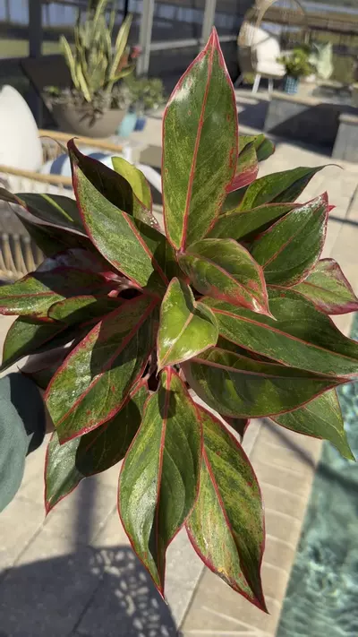 plant/Aglaonema Red Siam-1-thumbnail