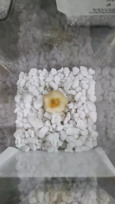 plant/Alocasia Scalprum Corm 12-084-0-thumbnail