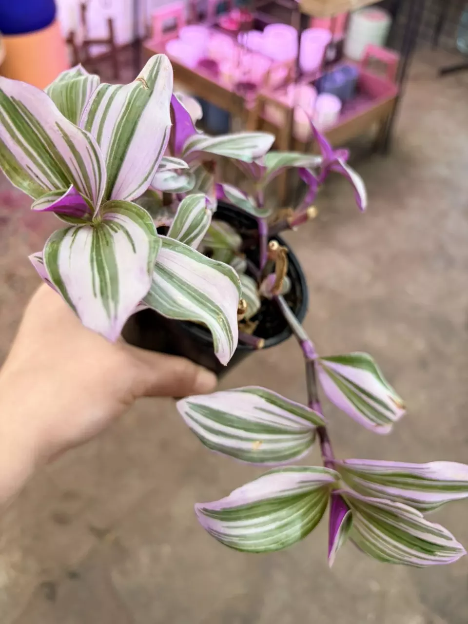 plant/Bubblegum 4” pot easy to care-0