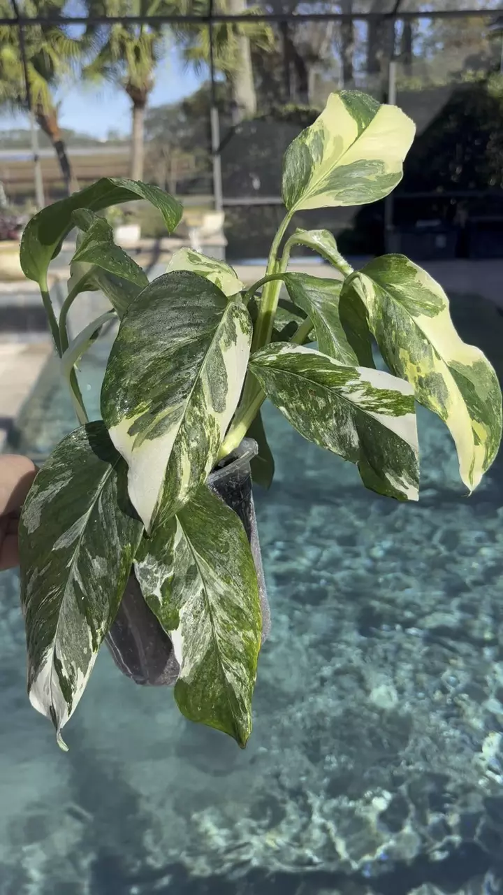 plant/Monstera Lechleriana Albo-1