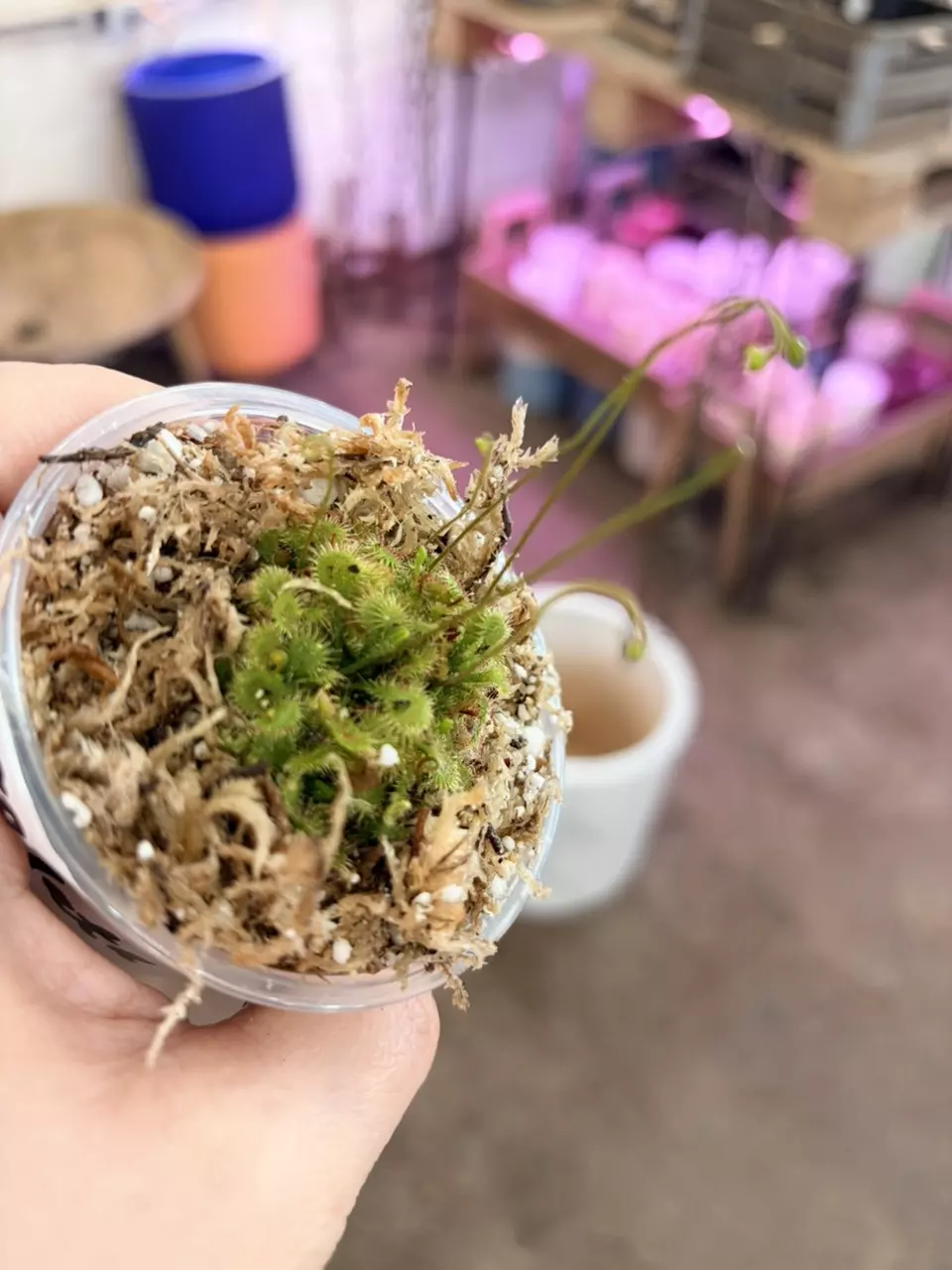 plant/carnivorous houseplants dorsenra carpensusXspatulata 3” pot-1