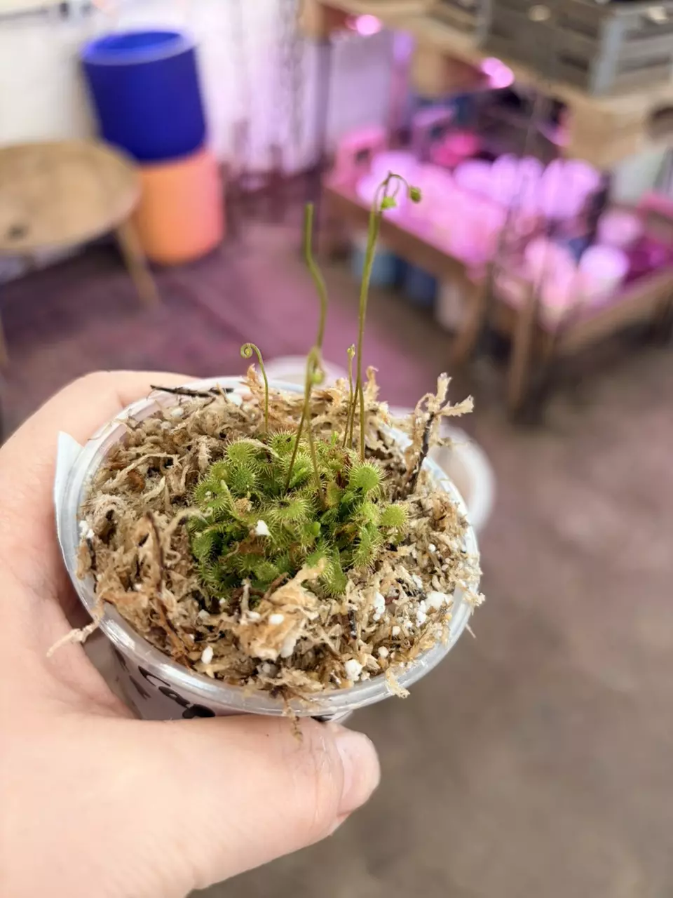 plant/carnivorous houseplants dorsenra carpensusXspatulata 3” pot-2