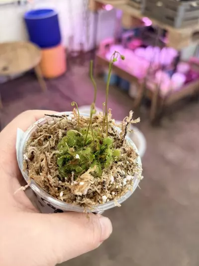 plant/carnivorous houseplants dorsenra carpensusXspatulata 3” pot-2-thumbnail