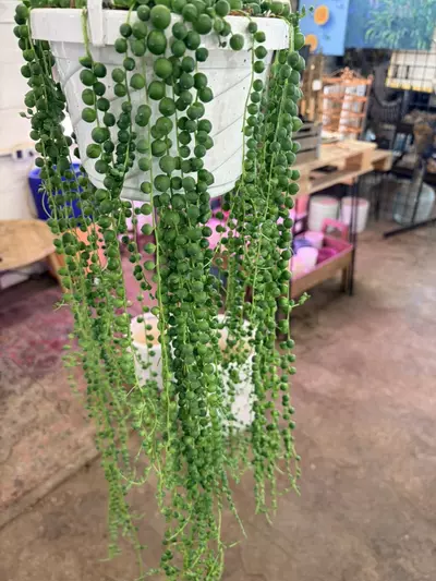 plant/Extra long string of pearls in 8” pot rare houseplant-0-thumbnail