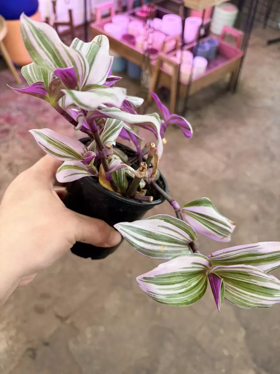 plant/Bubblegum 4” pot easy to care-1