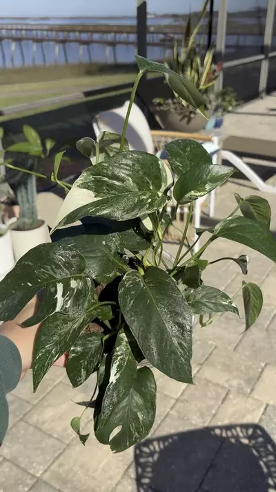 plant/Epi Albo-1-thumbnail