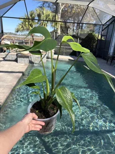 plant/Monstera Burle Marx Flame-0-thumbnail