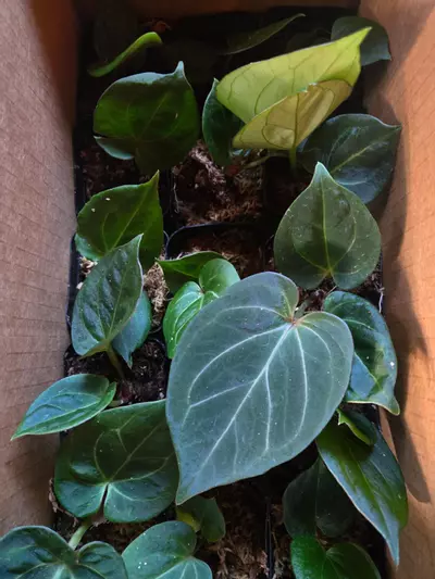 plant/HU KOS-2-thumbnail