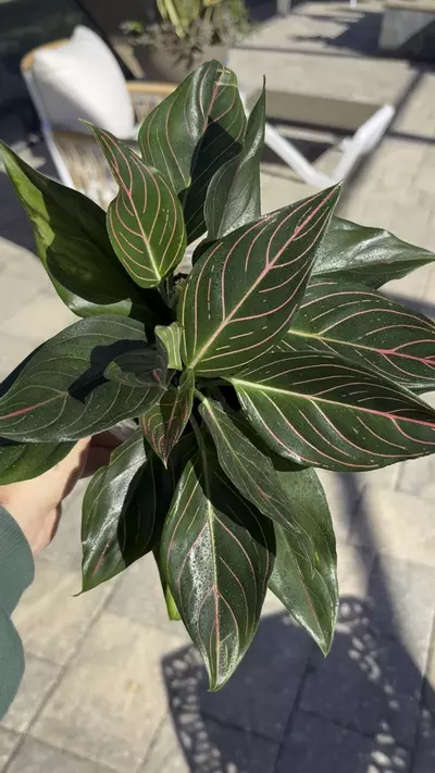 plant/Aglaonema Red Vein-1-thumbnail