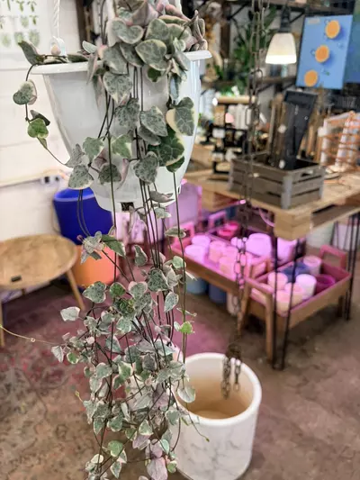 plant/Rare indoor plant string of hearts pink variegation 5” hanging basket-1-thumbnail