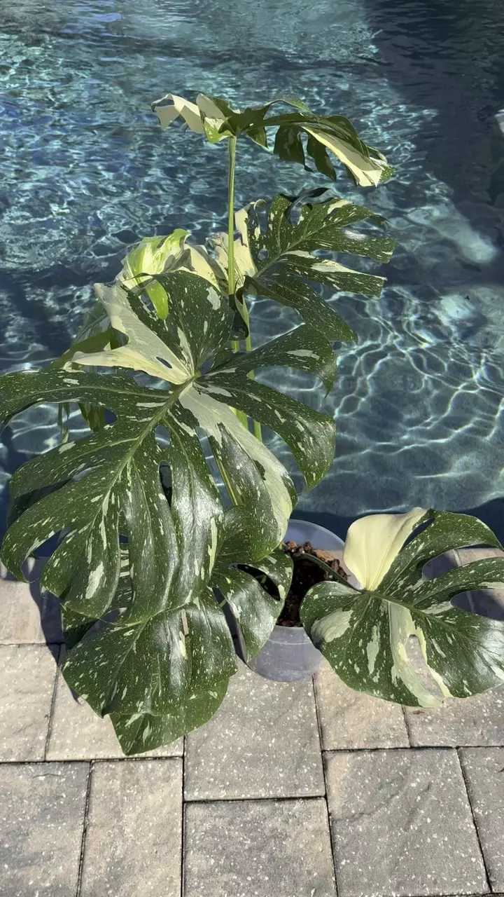 plant/Monstera Thai Constellation-1