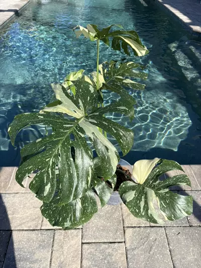 plant/Monstera Thai Constellation-0-thumbnail