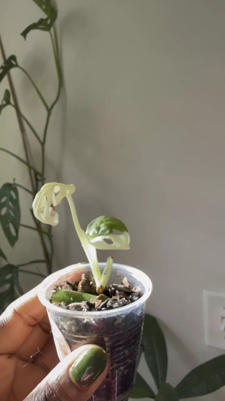 plant/Monstera Adansonii Albo-0