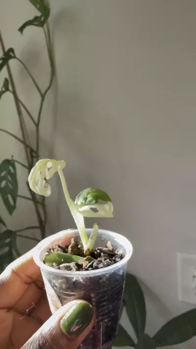 plant/Monstera Adansonii Albo-0-thumbnail