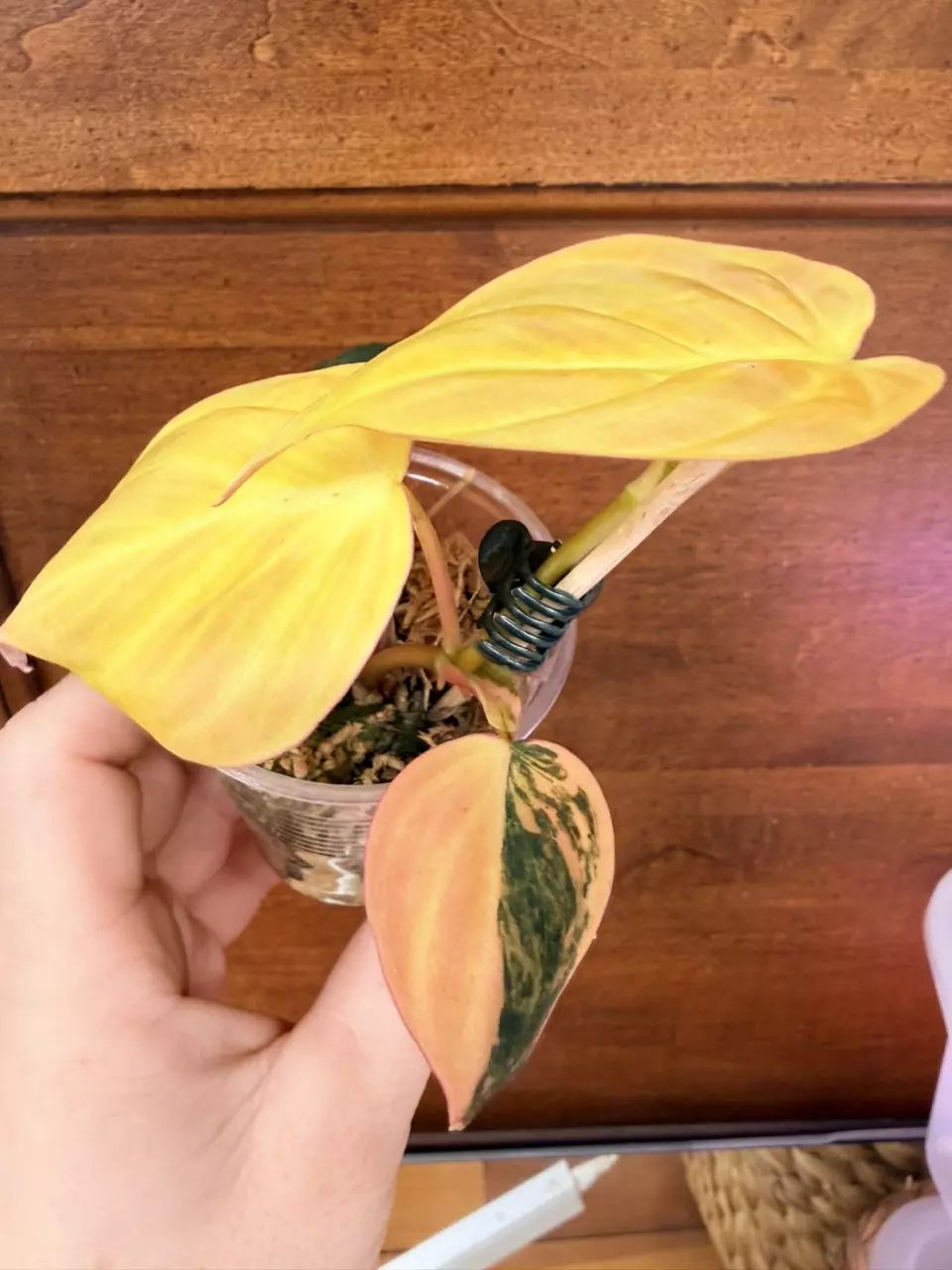 plant/Philodendron Micans Aurea-1