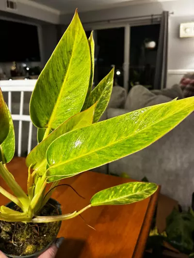 plant/Calkin’s Gold-3-thumbnail