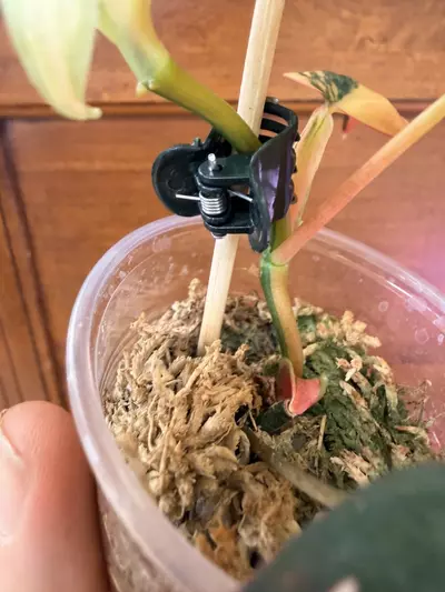 plant/Philodendron Micans Aurea-4-thumbnail