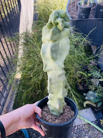plant/Monstrose Totem Pole Cactus, Huge, Gallon size-0-thumbnail