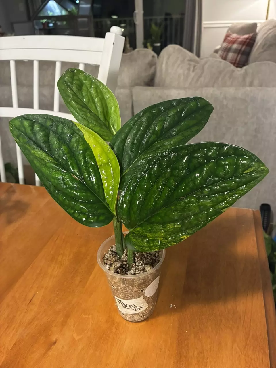 plant/Peru Variegated-0
