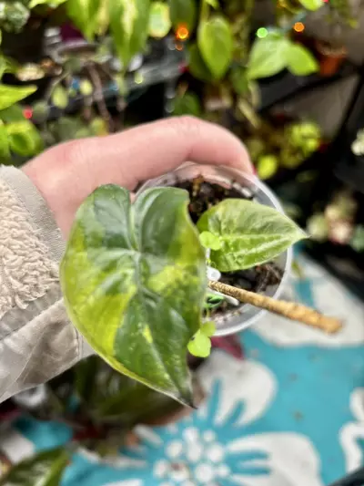 plant/Alocasia Yucatán Princess Aurea Variegated-1-thumbnail