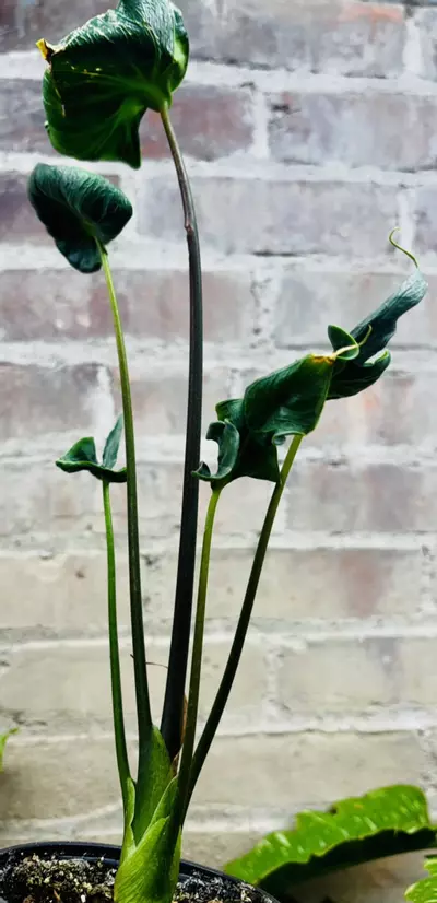 plant/Alocasia Teletubbies-3-thumbnail