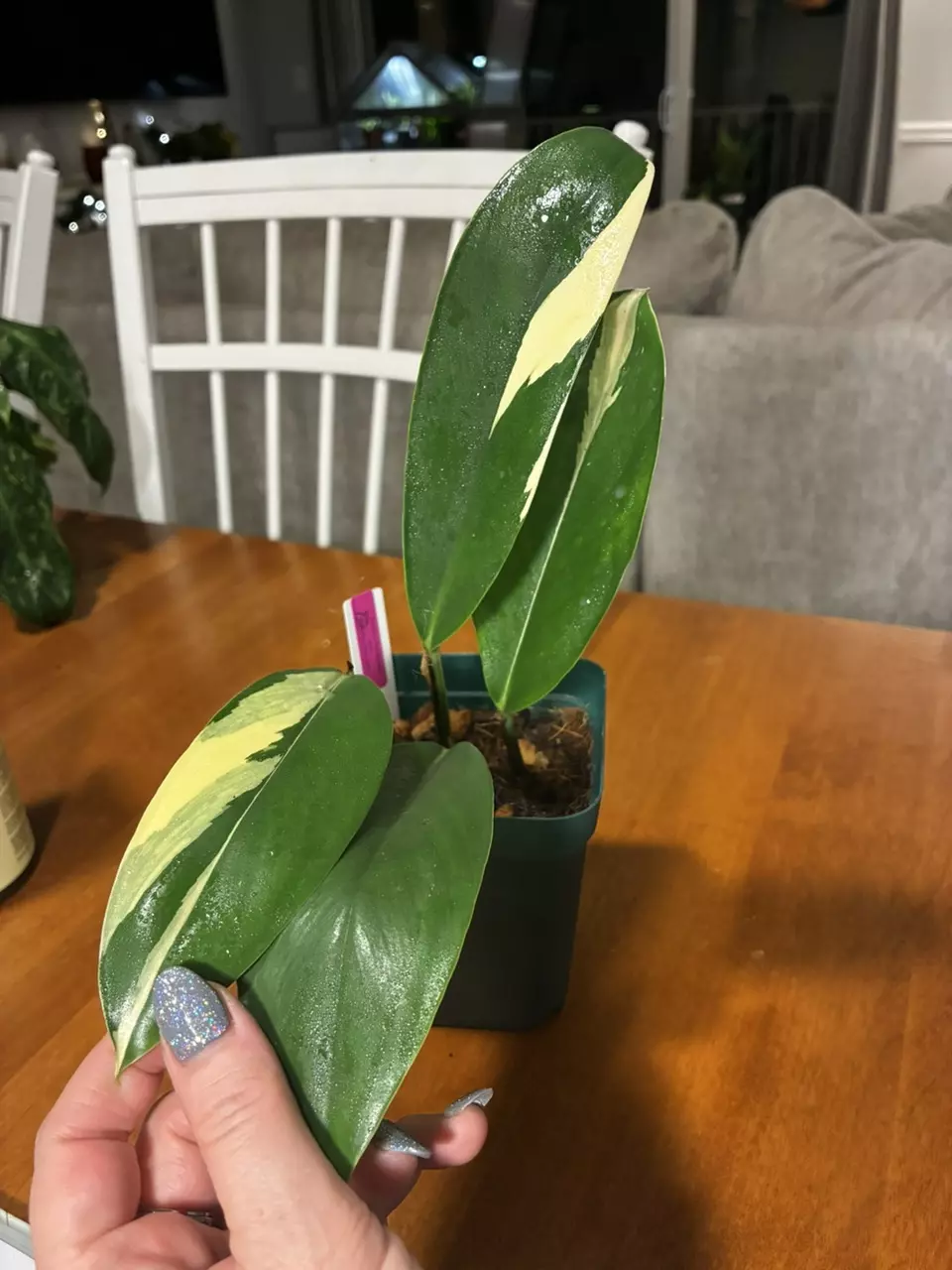 plant/Standleyana Albo-0