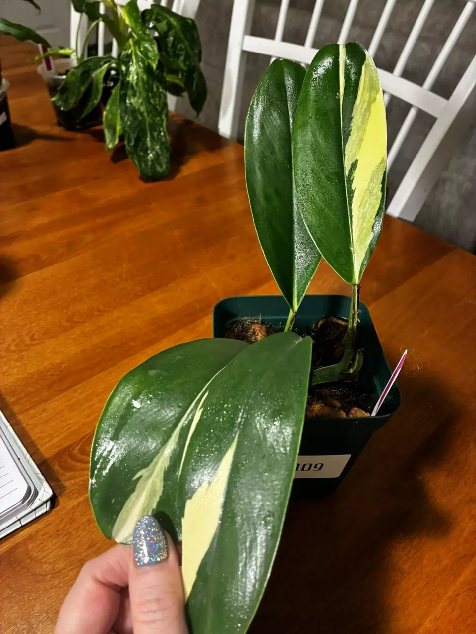 plant/Standleyana Albo-1