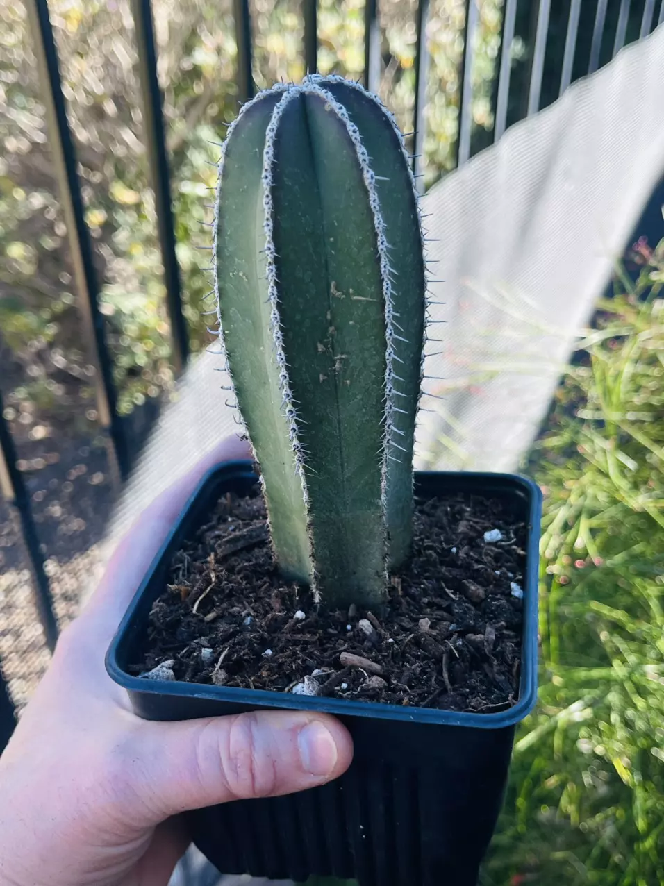 plant/Mexican Fence Post, Small, 5” pot size-0