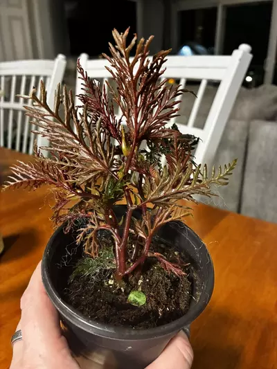 plant/Begonia Bipinnitifida-3-thumbnail