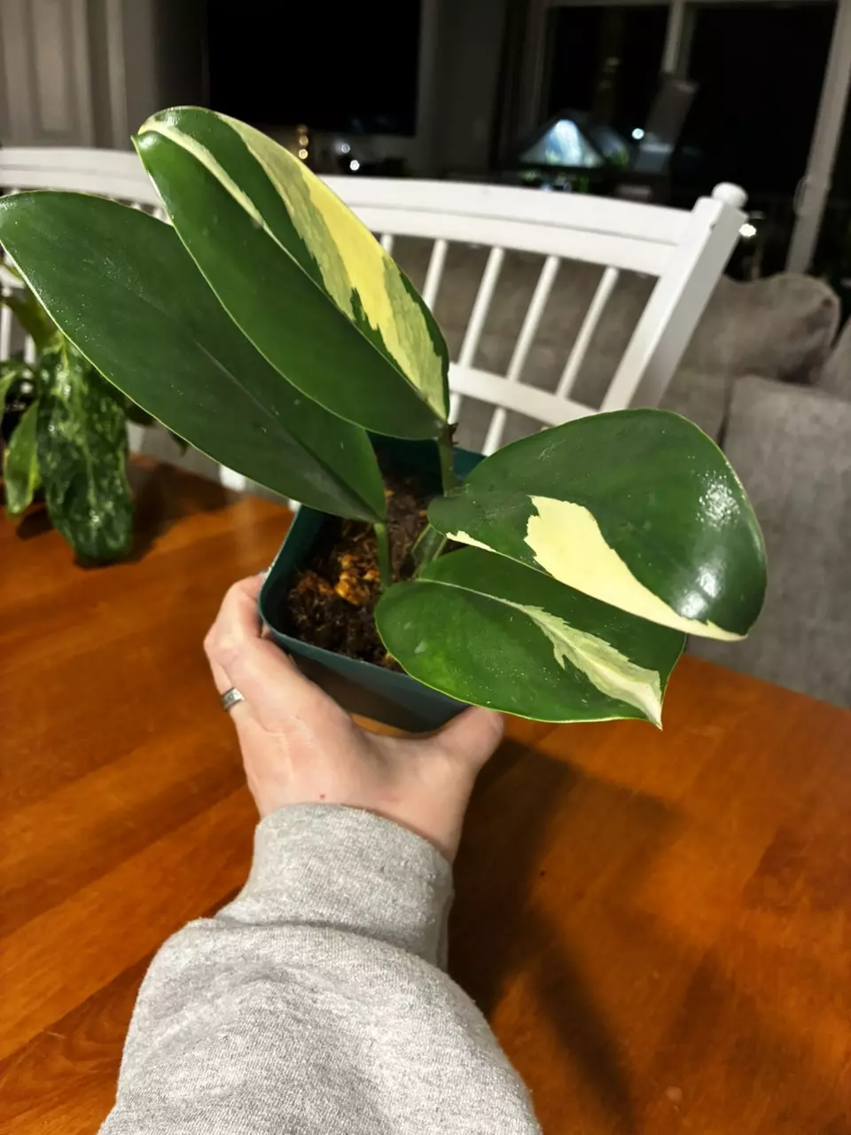 plant/Standleyana Albo-2