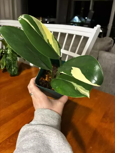 plant/Standleyana Albo-2-thumbnail