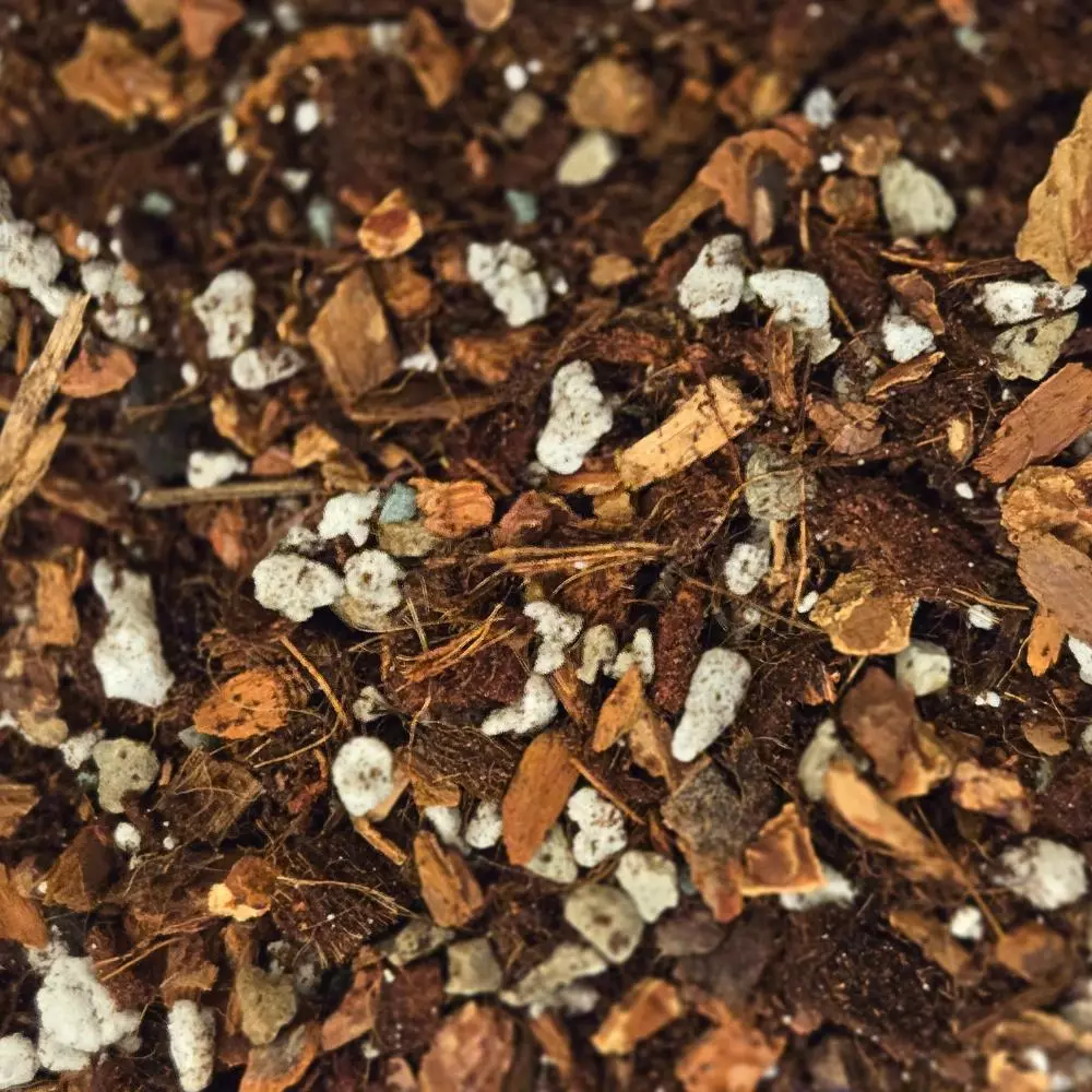 plant/Ficus Mix — Structured, Balanced Drainage Soilless Potting Mix-0