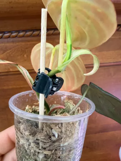 plant/Philodendron Micans Aurea-3-thumbnail