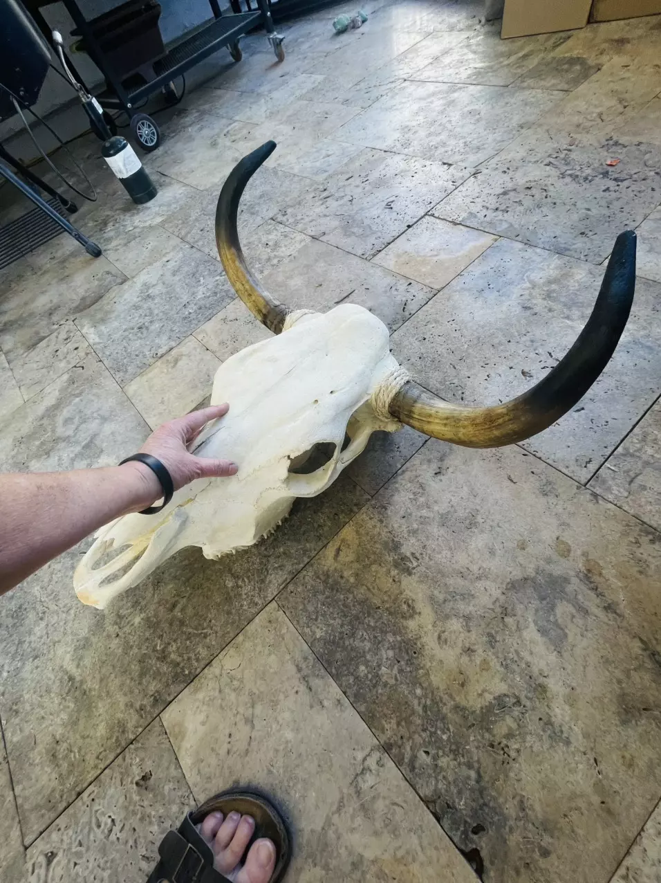 plant/Huge Cow Skull-2