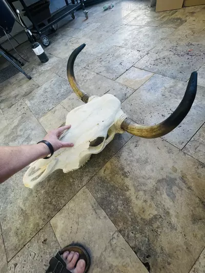 plant/Huge Cow Skull-2-thumbnail