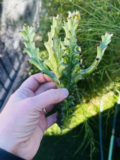 plant/Euphorbia Mint Cream cutting-1-thumbnail