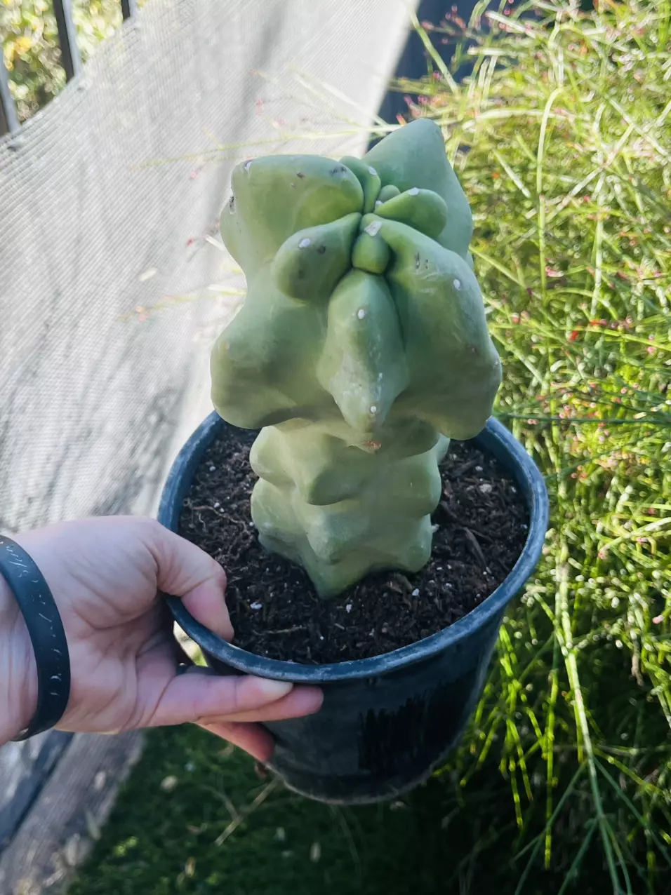 plant/Monstrose Totem Pole Cactus, Large, Gallon size-1