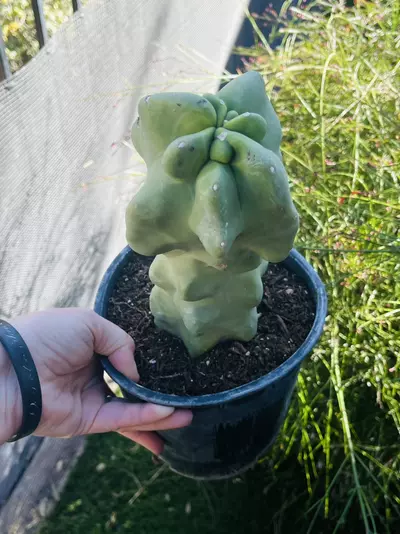 plant/Monstrose Totem Pole Cactus, Large, Gallon size-1-thumbnail