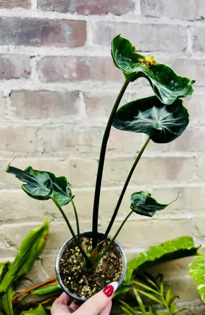 plant/Alocasia Teletubbies-5-thumbnail