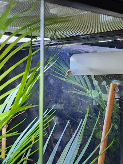 plant/RTB pair lined day geckos-2-thumbnail