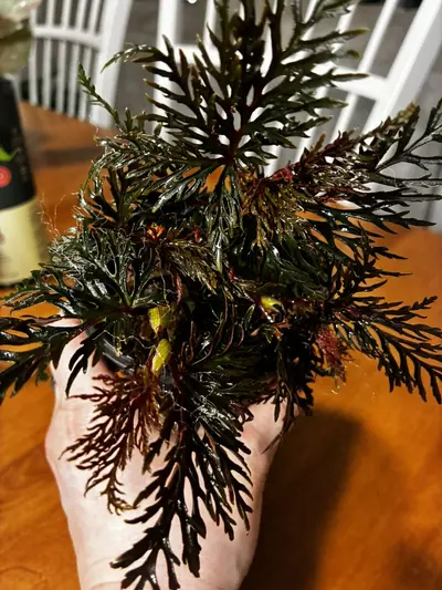 plant/Begonia Bipinnitifida-1-thumbnail