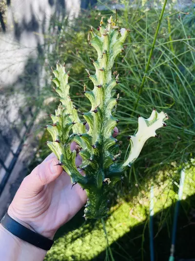 plant/Euphorbia Mint Cream cutting-0-thumbnail