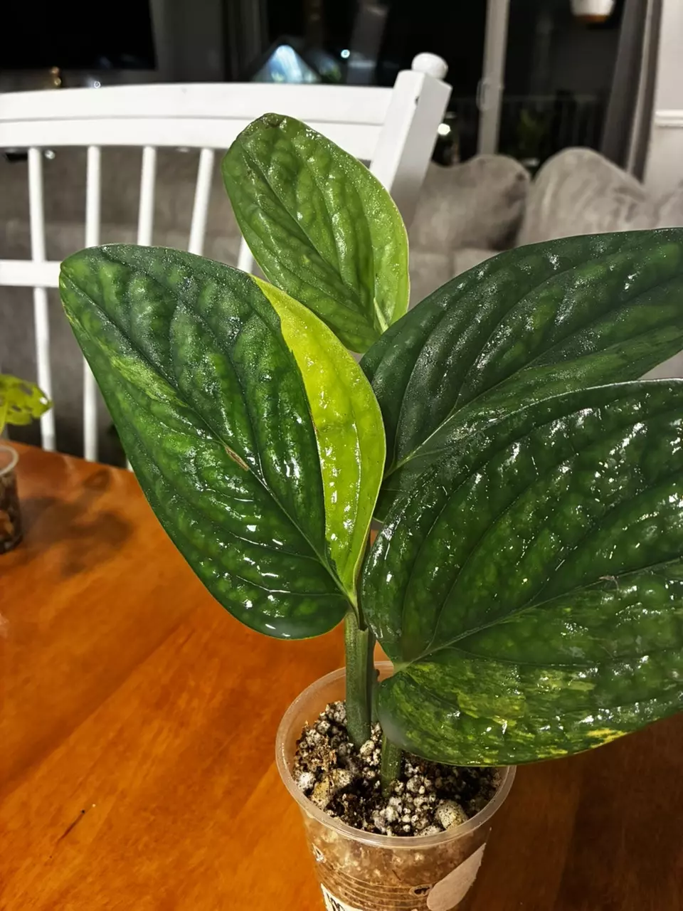 plant/Peru Variegated-1