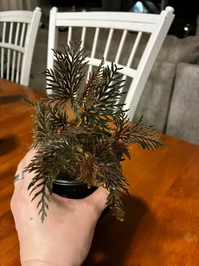 plant/Begonia Bipinnitifida-4-thumbnail