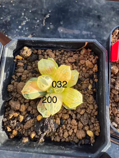 plant/Bundle for 032 and 013-0-thumbnail